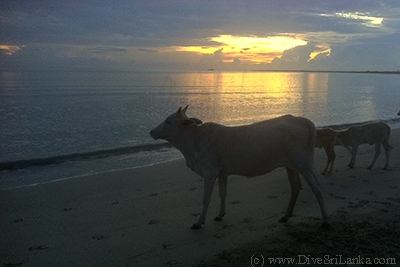 Kayankerni Beach